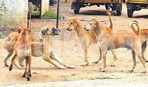 ಮಂಗಳೂರು: ಬಾಲಕಿ ಮೇಲೆ ನಾಯಿಗಳ ಹಿಂಡು ದಾಳಿ- ಗಂಭೀರ ಗಾಯ