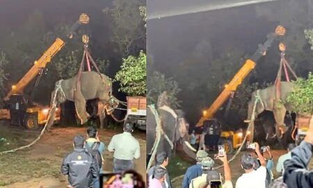 ಇಬ್ಬರು ರೈತರನ್ನು ಕೊಂದ ಕಾಡಾನೆಯನ್ನು ಕೊನೆಗೂ ಸೆರೆ ಹಿಡಿದ ಅರಣ್ಯ ಇಲಾಖೆ