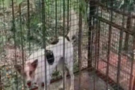 ಮಂಗಳೂರು: ಚಿರತೆ ಸೆರೆಹಿಡಿಯಲು ಇಡಲಾಗಿದ್ದ ಬೋನಿಗೆ ಬಿದ್ದ ನಾಯಿ