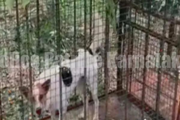 ಮಂಗಳೂರು: ಚಿರತೆ ಸೆರೆಹಿಡಿಯಲು ಇಡಲಾಗಿದ್ದ ಬೋನಿಗೆ ಬಿದ್ದ ನಾಯಿ