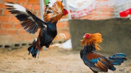 ಉಪ್ಪಿನಂಗಡಿ: ಅಕ್ರಮ ಕೋಳಿ ಅಂಕಕ್ಕೆ ದಾಳಿ – ಮೂವರು ಬಂಧನ, ಐದು ಕೋಳಿಗಳು ವಶ