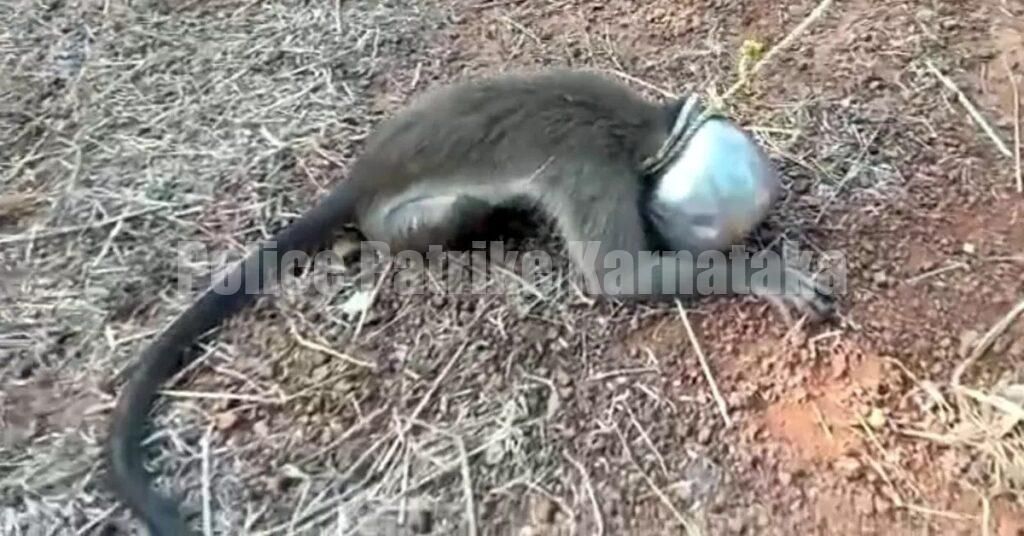 ತಲೆಗೆ ಚೊಂಬು ಸಿಲುಕಿ ಒದ್ದಾಡುತ್ತಿದ್ದ ಕೋತಿಯ ರಕ್ಷಣೆ: ಸ್ಥಳೀಯರ ಕಾರ್ಯಕ್ಕೆ ಮೆಚ್ಚುಗೆ