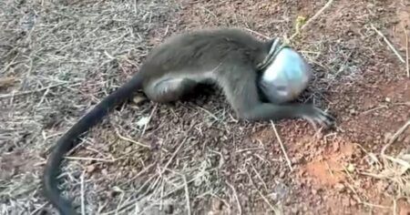 ತಲೆಗೆ ಚೊಂಬು ಸಿಲುಕಿ ಒದ್ದಾಡುತ್ತಿದ್ದ ಕೋತಿಯ ರಕ್ಷಣೆ: ಸ್ಥಳೀಯರ ಕಾರ್ಯಕ್ಕೆ ಮೆಚ್ಚುಗೆ