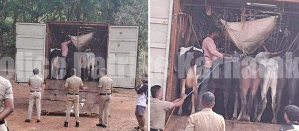 ಕಡಬ: ಅಕ್ರಮ ಜಾನುವಾರು ಸಾಗಾಟ ಪತ್ತೆ: 20 ಜಾನುವಾರುಗಳ ರಕ್ಷಣೆ, ಮೂವರ ವಿರುದ್ಧ ಪ್ರಕರಣ ದಾಖಲು