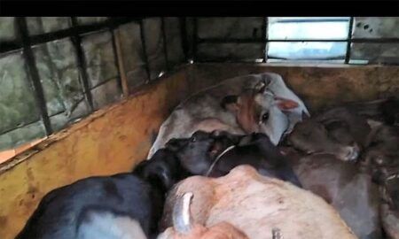 ಮೂಡುಬಿದಿರೆ: ಅಕ್ರಮ ಜಾನುವಾರು ಸಾಗಾಟ ಪತ್ತೆ; ಎಂಟು ದನಗಳ ರಕ್ಷಣೆ