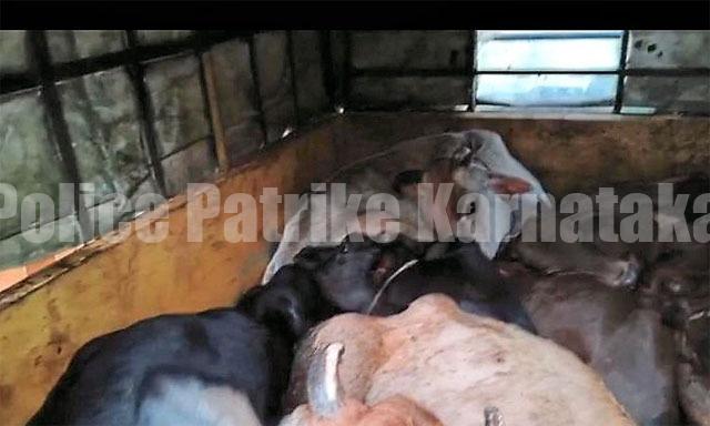 ಮೂಡುಬಿದಿರೆ: ಅಕ್ರಮ ಜಾನುವಾರು ಸಾಗಾಟ ಪತ್ತೆ; ಎಂಟು ದನಗಳ ರಕ್ಷಣೆ