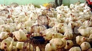 ರಾಜ್ಯದ ಜನರೇ ಎಚ್ಚರ… ವಕ್ಕರಿಸಿದೆ ಹಕ್ಕಿ ಜ್ವರ! ಸಾಕಣೆ ಕೇಂದ್ರದಲ್ಲಿ H5N1 ಪತ್ತೆ