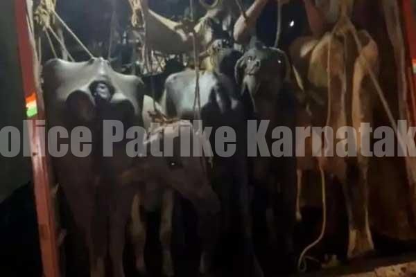ದಾಖಲೆ ಇಲ್ಲದೆ 16 ಜಾನುವಾರು ಸಾಗಾಟ: ಲಾರಿ ವಶಕ್ಕೆ,ಇಬ್ಬರು ಬಂಧನ