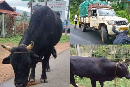 ಪಿಕಪ್ ಪಲ್ಟಿ; ಅಕ್ರಮ ಜಾನುವಾರು ಸಾಗಾಟ ಬಯಲು – ಇಬ್ಬರ ವಿರುದ್ಧ ಪ್ರಕರಣ ದಾಖಲು