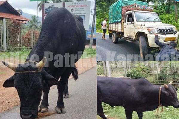 ಪಿಕಪ್ ಪಲ್ಟಿ; ಅಕ್ರಮ ಜಾನುವಾರು ಸಾಗಾಟ ಬಯಲು – ಇಬ್ಬರ ವಿರುದ್ಧ ಪ್ರಕರಣ ದಾಖಲು