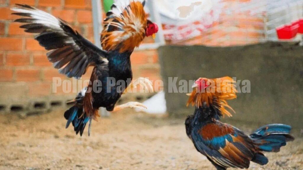 ಕಾರ್ಕಳ: ಕೋಳಿ ಅಂಕಕ್ಕೆ ಪೊಲೀಸ್ ದಾಳಿ – ಐವರು ವಿರುದ್ಧ ಪ್ರಕರಣ ದಾಖಲು