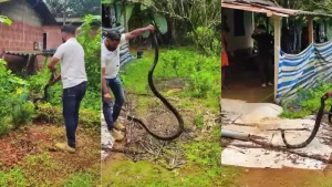 ಬೆಳ್ತಂಗಡಿ: ಕೇರೆ ಹಾವನ್ನು ಬೆನ್ನಟ್ಟಿ ಮನೆಯೊಳಗೆ ನುಗ್ಗಿದ ಬೃಹತ್ ಕಾಳಿಂಗ ಸರ್ಪ